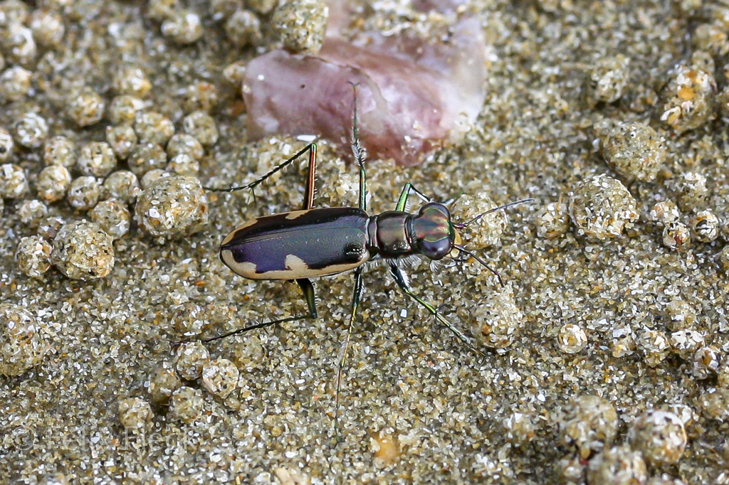 Hypaetha