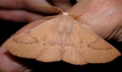 Monoctenia falernaria