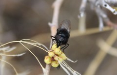 Copestylum comstocki