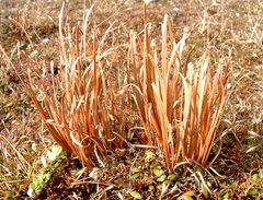Carex rubicunda