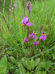 Primula pauciflora