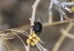 Copestylum comstocki