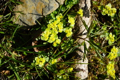 Chrysosplenium alternifolium