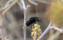 Copestylum comstocki