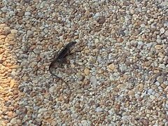 Anolis sagrei