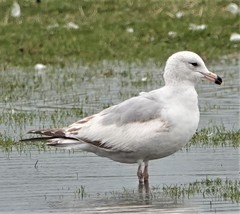 Larus delawarensis