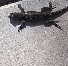 Sceloporus occidentalis