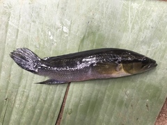 Crenicichla lepidota