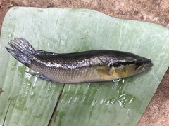 Crenicichla lepidota