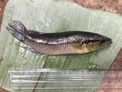 Crenicichla lepidota