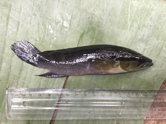 Crenicichla lepidota