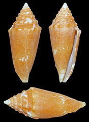 Conus polongimarumai
