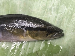 Crenicichla lepidota