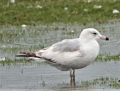 Larus delawarensis