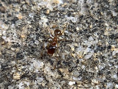 Pheidole pilifera