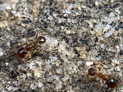Pheidole pilifera