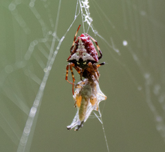 Verrucosa meridionalis
