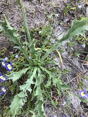 Eryngium aristulatum
