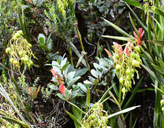 Macleania rupestris