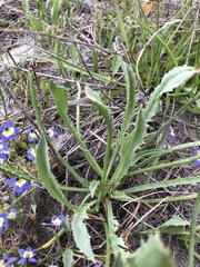 Eryngium aristulatum