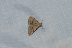 Zanclognatha dentata