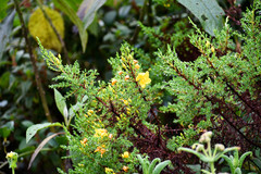 Hypericum laricifolium