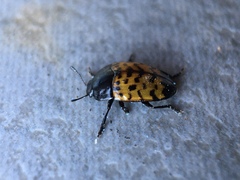 Iphiclus dorsalis