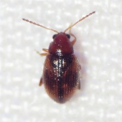 Epitrix hirtipennis