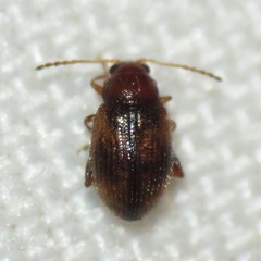 Epitrix hirtipennis