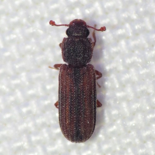 Bitoma gracilis