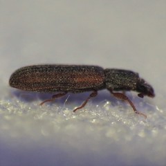 Bitoma gracilis