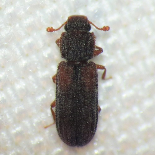 Bitoma gracilis