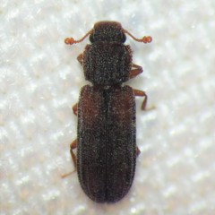 Bitoma gracilis