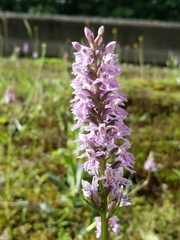 Dactylorhiza fuchsii