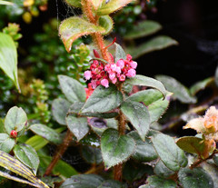 Gaultheria glomerata
