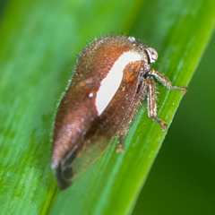 Ophiderma flavicephala