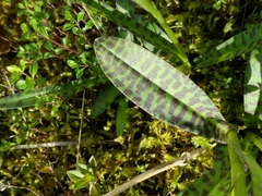 Dactylorhiza fuchsii
