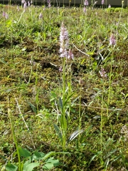 Dactylorhiza fuchsii