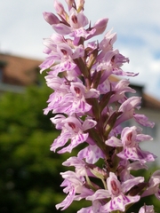 Dactylorhiza fuchsii