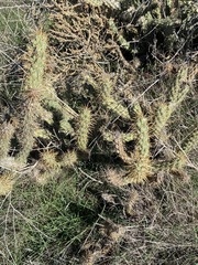 Cylindropuntia