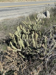 Cylindropuntia
