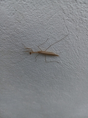 Musonia remota
