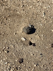 Pogonomyrmex rugosus