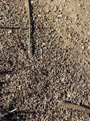 Pogonomyrmex rugosus