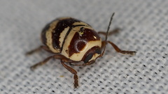 Cryptocephalus trizonatus