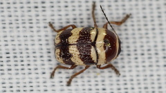 Cryptocephalus trizonatus