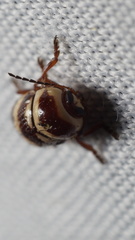 Cryptocephalus trizonatus