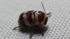 Cryptocephalus trizonatus