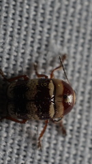 Cryptocephalus trizonatus