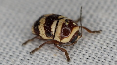 Cryptocephalus trizonatus